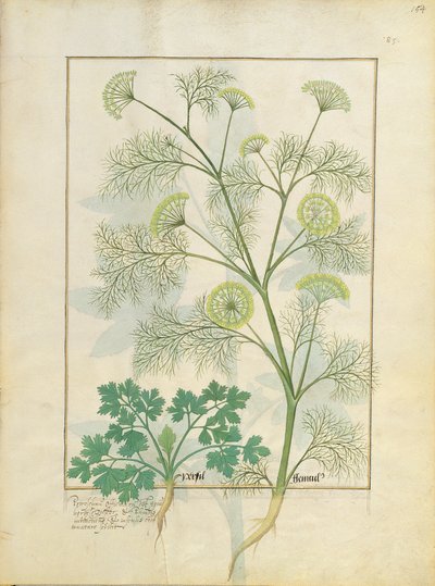 Petersilie und Fenchel, Illustration aus dem Buch der einfachen Heilmittel von Mattheaus Platearius 154r von Robinet Testard